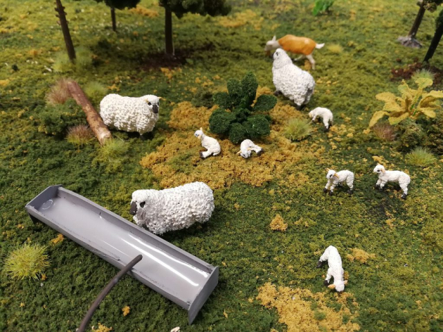 Neue Schafe, noch zu sauber!